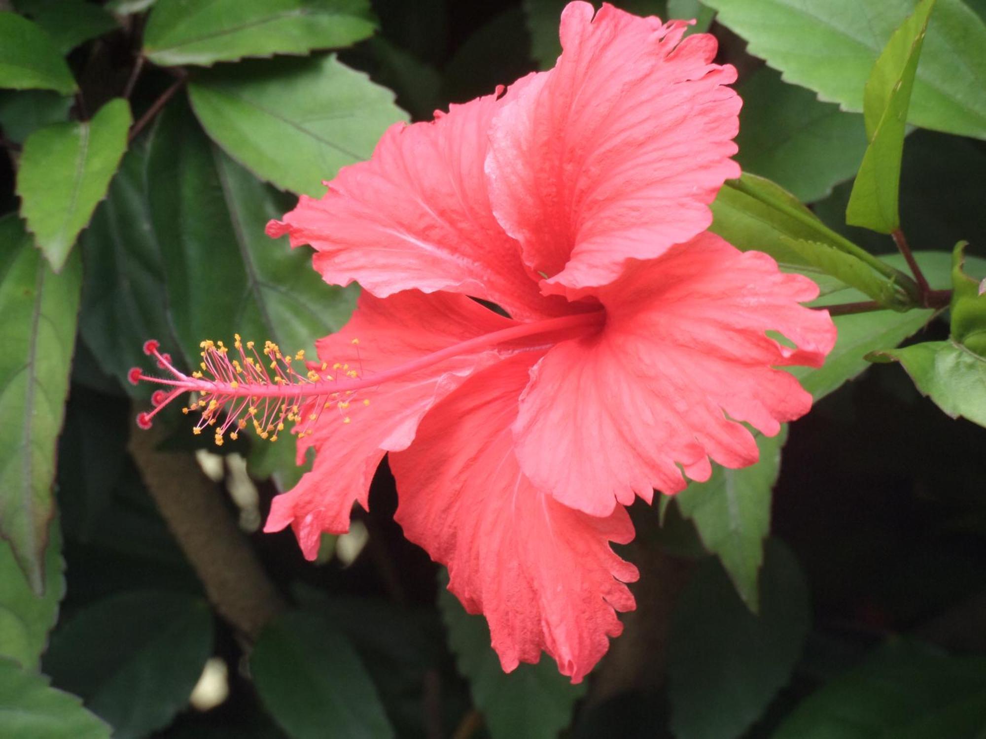 Caraibes Holidays Sainte-Anne Exterior foto